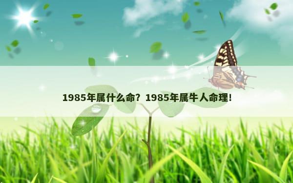 1985年属什么命？1985年属牛人命理！