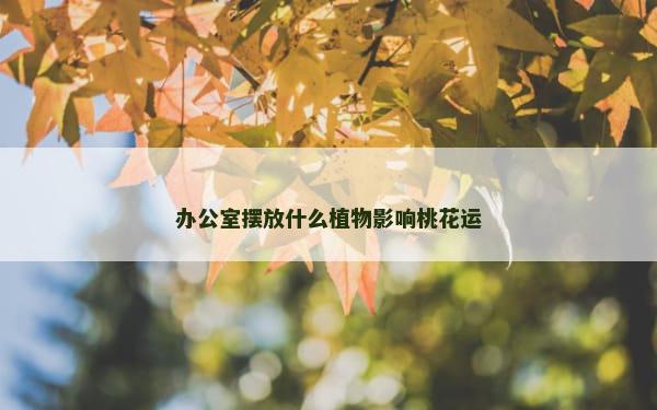 办公室摆放什么植物影响桃花运