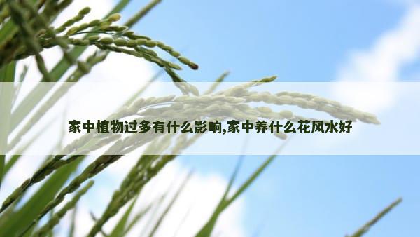 家中植物过多有什么影响,家中养什么花风水好