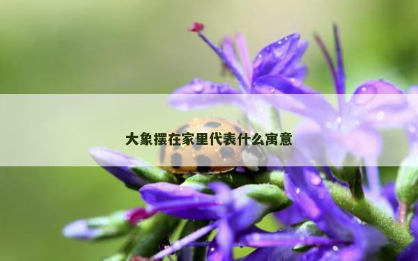 大象摆在家里代表什么寓意