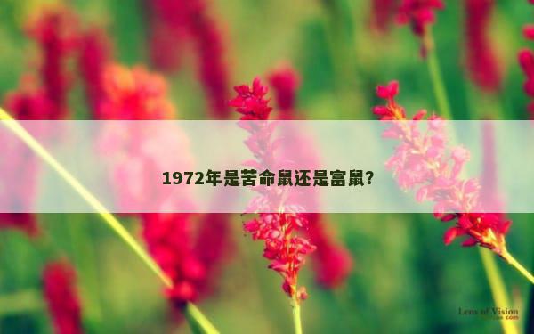 1972年是苦命鼠还是富鼠？