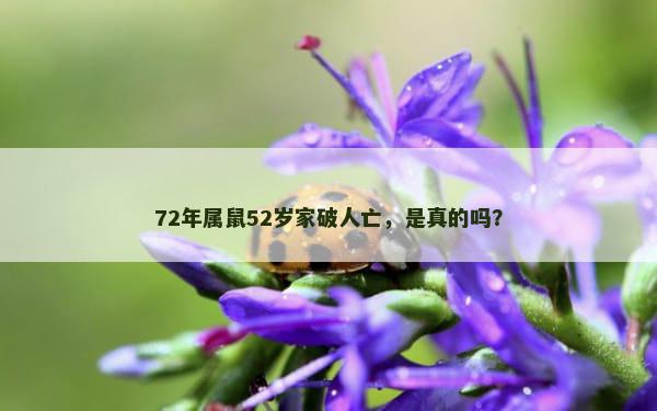 72年属鼠52岁家破人亡，是真的吗？