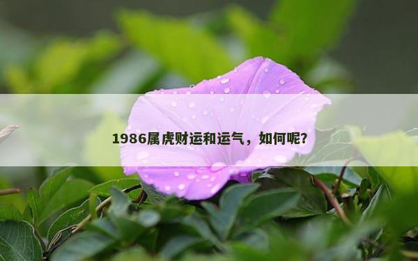 1986属虎财运和运气，如何呢？