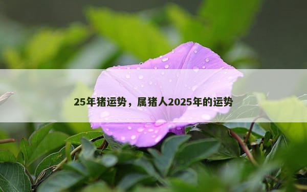 25年猪运势，属猪人2025年的运势