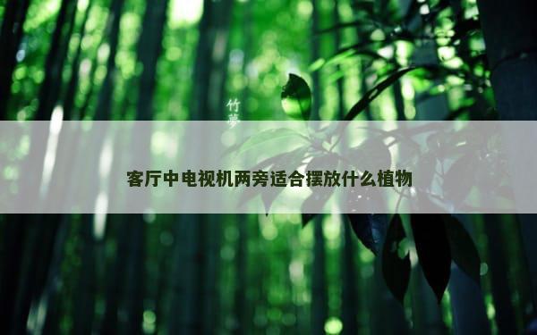 客厅中电视机两旁适合摆放什么植物