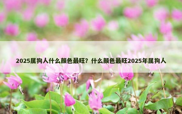 2025属狗人什么颜色最旺？什么颜色最旺2025年属狗人