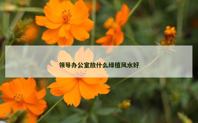 领导办公室放什么绿植风水好